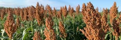Agriculture Durable et Économie d'Eau