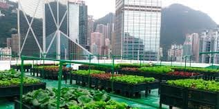 Ferme Aquaponique Urbaine